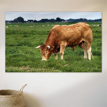 Waldstier, Taurin Rindfleisch