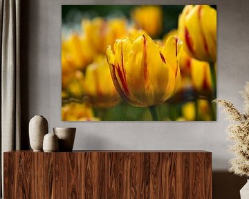 Yellow tulips meadow and tulip with red accent by Sofie Duchateau