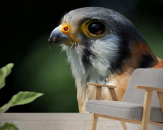 Aperçu de la chambre