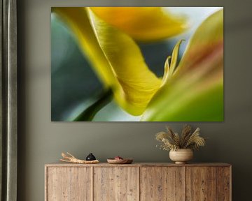 Tulips by Elly van Veen