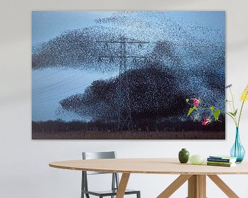 Cloud of starlings in the sky by Marcel van Kammen