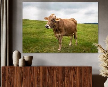 Bruine koe in een open golvend landschap van Henk Hulshof