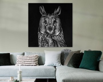 Long-eared owl portrait