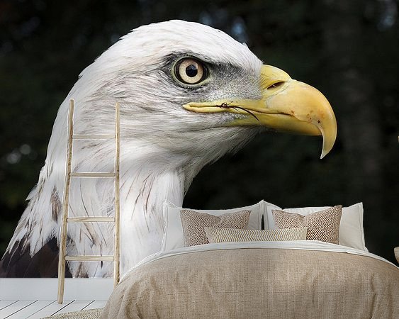 Aperçu de la chambre