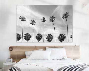 Palmen an der Küste von La Jolla, Kalifornien