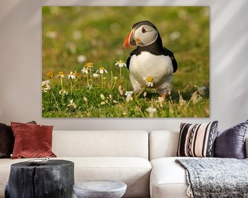 Puffin entre les marguerites sur Harry Eggens