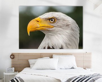 American White-tailed Eagle ( Duke ) by Loek Lobel