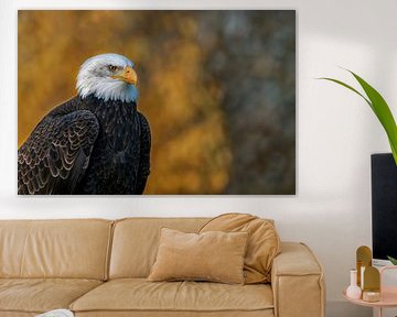 American white-tailed eagle with a yellow autumn background.