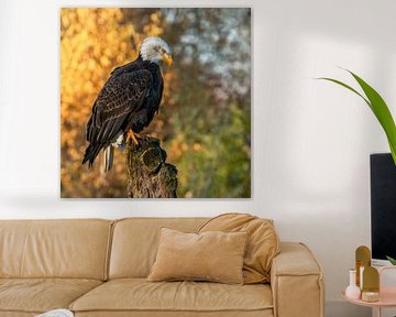 Pygargue à queue blanche d'Amérique avec un fond d'automne jaune.