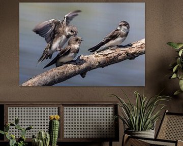 Barn Swallow and Shore Swallow by Loek Lobel