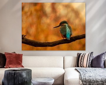 IJsvogel van Wendy Drent