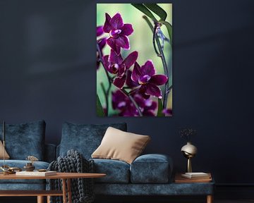 Donkere orchidee van Steffen Gierok