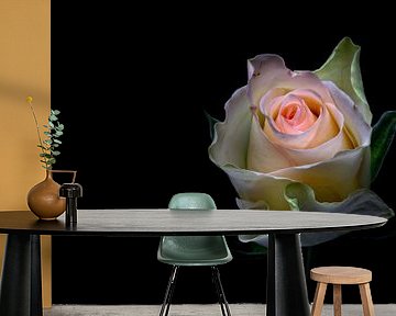 Glänzende Schönheit.... (Blume, Rose, Frühling, Liebe) von Bob Daalder