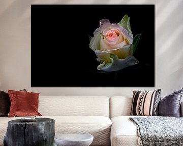 Glänzende Schönheit.... (Blume, Rose, Frühling, Liebe) von Bob Daalder