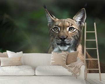 Lynx : biotoop wildpark Anholter Schweiz