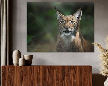 Lynx : biotoop wildpark Anholter Schweiz van Loek Lobel