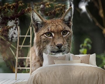 Lynx : biotoop wildpark Anholter Schweiz