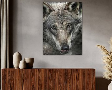 Wolf : Biotop Wildpark Anholter Schweiz von Loek Lobel
