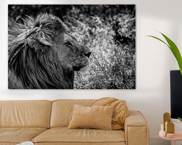 Lion B&W sur Menno Selles