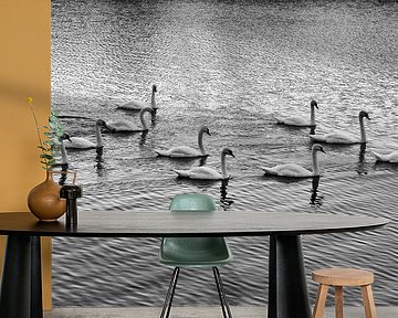 10 zwanen in de schemering