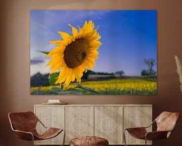 Sonnenblume auf dem Feld von Linda Hanzen