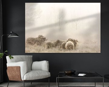 Drenthe Heath Sheep sur la lande dans la brume sur Bas Meelker