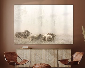 Drenthe Heide Schafe auf der Heide im Nebel