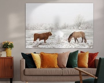 Een Schotse Hooglander en een Konikpaard in een winter landschap