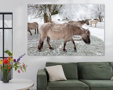 Een kudde Konikpaarden in de sneeuw