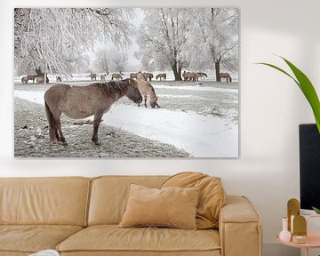 Een kudde konikpaarden in een winter landschap van Bas Meelker