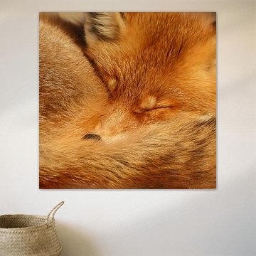 Fox sur Menno Schaefer