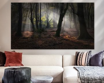 Award winning picture Speulderforest.Oerbos. van Saskia Dingemans Awarded Photographer