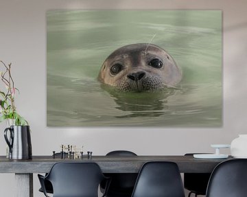 De jonge zeehond van Fotografie Fryslân