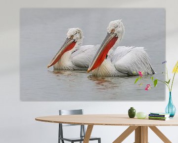 Dalmatian Pelicans III by Harry Eggens