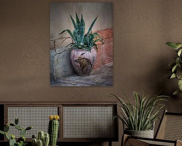 Agave in gebroken pot van Luc de Zeeuw