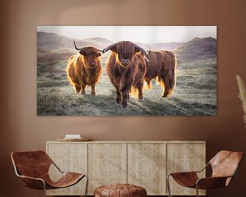 Schotse Hooglanders van Karel Ton