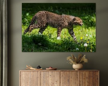 Jachtluipaard of Cheeta : Koninklijke Burgers' Zoo van Loek Lobel