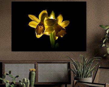Daffodils by Kees Korbee