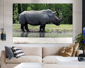 Wide Lip Rhinoceros or White Rhinoceros : Royal Citizens' Zoo by Loek Lobel