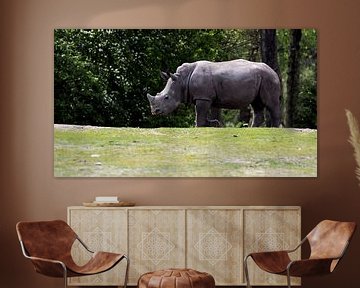 Wide Lip Rhinoceros or White Rhinoceros : Royal Citizens' Zoo by Loek Lobel
