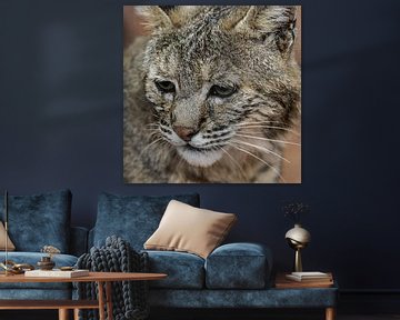 Red Lynx : Royal Citizens' Zoo by Loek Lobel
