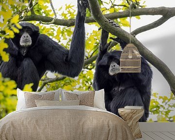 Siamang : Königlicher Burgerzoo von Loek Lobel