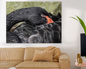 Black Swan : Zoo Royal des citoyens sur Loek Lobel