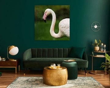 Europese Flamingo : Koninklijke Burgers' Zoo van Loek Lobel