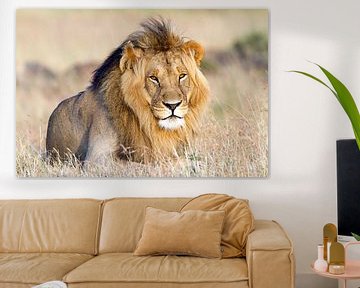 Majestic lion by Angelika Stern