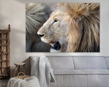 Portrait des Lions sur Angelika Stern