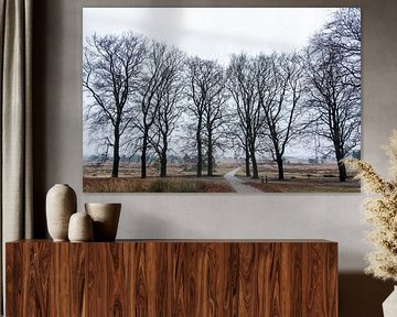 Des arbres sans feuilles en rangée pour le paysage de bruyère.