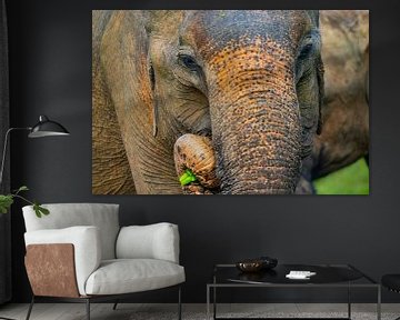 Aziatische olifant in Sri Lanka van Julie Brunsting