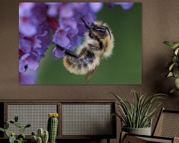 Hommeltje op bloem van vlinderstruik van Cor de Hamer