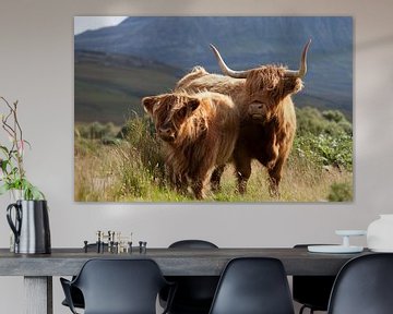 Cow, Highlanders, Scotland by Desiree Tibosch